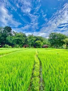 a rice field with a road in the middle at Fern Resort Mae Hong Son in Mae Hong Son