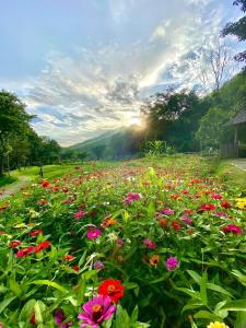 a field of flowers with the sun setting in the background at Fern Resort Mae Hong Son in Mae Hong Son