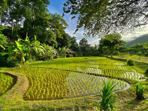 a field of green plants in a field of grass at Fern Resort Mae Hong Son in Mae Hong Son