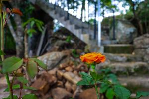 a single orange flower in front of some stairs at Rock n Fall Nature Resort in Ella
