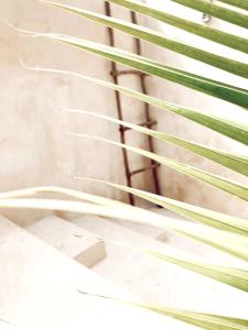 Fotografie z fotogalerie ubytování Hotel Boutique KAA v destinaci Mérida