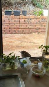 MoggillにあるBrisbane Zen spaceの鳥が植物の置いたテーブルの上に立っている