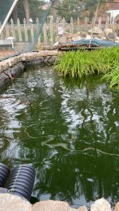 費爾法克斯的住宿－Eusleep pleasure，水中一个有黑色轮胎的池塘