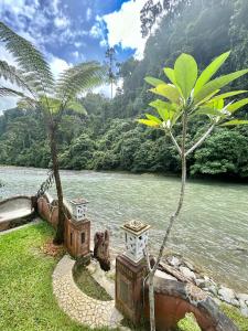 a river with two palm trees next to a body of water at Aussie Inn Bukit Lawang in Bukit Lawang