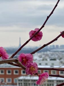 サン・クルーにあるVilla Ananda Huoのピンクの花の枝