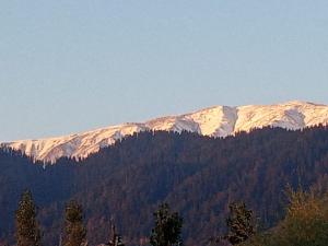 a mountain covered in snow with trees in the foreground at Gulmarg View Cottage in Gulmarg