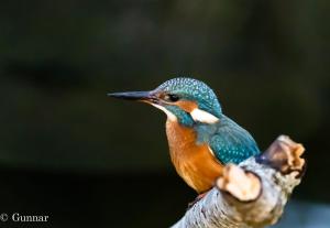 Un uccello colorato seduto su un ramo di Ferienhaus Ellie mit Bootscharter auf der Müritz a Hohen Wangelin