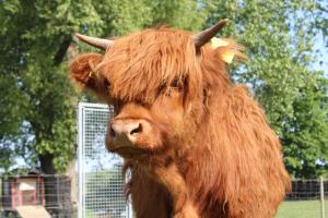 una vaca con el pelo largo parada en un campo en Ferienwohnung "Zum süßen Grund", en Groß Wokern