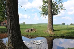 um grupo de patos na água entre duas árvores em Ferienwohnung "Zum süßen Grund" 