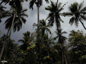 un grupo de palmeras contra un cielo nublado en Coconut Creek Homestay,Kinnigoli, en Mūlki