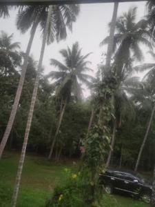 un camión estacionado bajo palmeras bajo la lluvia en Coconut Creek Homestay,Kinnigoli, en Mūlki