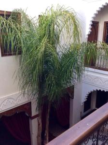 a palm tree sitting on top of a bench at Riad Ghali Hotel & SPA in Marrakesh