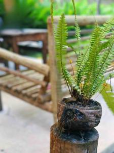 uma planta em vasos sentada em cima de um toco de madeira em Chalé da Mata Trancoso em Trancoso