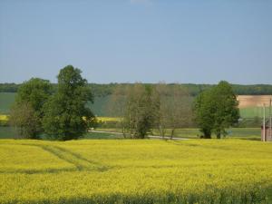 a field of yellow rapeseed with trees in the background at La ferme des chartreux in Messon