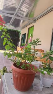 two potted plants sitting on a table in a room at The Backyard Cottage 168 in Keningau
