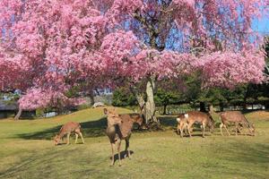 アパートメントの敷地内または近くにいる動物