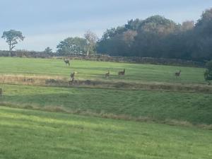 a group of deer standing in a field at The Barn in Eyam