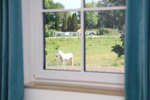 a white horse standing in a field through a window at Neu Reet Ferienhaus Svantevit in Lohme