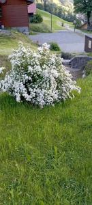 a bush of white flowers in the grass at DesAlpes in Saxeten