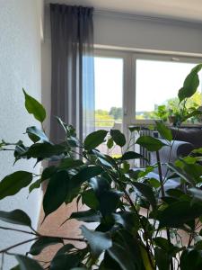 une plante devant une fenêtre dans une pièce dans l'établissement Ferienwohnung Wiesenblick, à Illingen