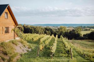 a bunch of vines in a field next to a house at Winnica Nad Źródłem - Domki w winnicy in Sierzawy