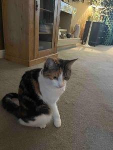 a cat sitting on the floor next to a cabinet at Izzy's house in Deysbrook