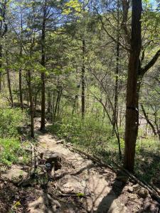 un camino de tierra en una zona boscosa con árboles en Cozy Lakeview retreat-near Eureka Springs, en Eureka Springs