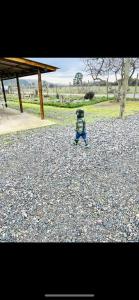 a small child is walking in a gravel field at Casa mantul in Parral