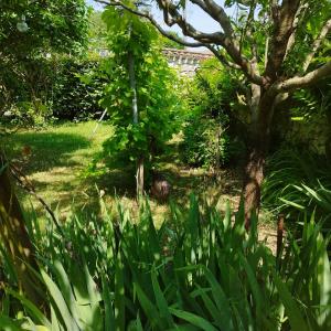 um jardim com plantas verdes e uma árvore em La belle étoile em Bouniagues