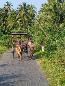 a cow pulling a horse drawn carriage down a road at Star Home Stay Bentota in Bentota