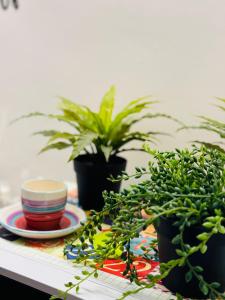 une table avec des plantes en pot et une plaque sur une table dans l'établissement La Cornice Apartment, à Rome 29 autres photos