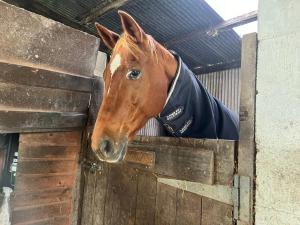 un cheval ferme la tête au-dessus d'une clôture dans l'établissement Highfields Farm B&B, à Stone