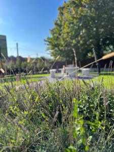 ein Grasfeld mit lila Blumen in einem Park in der Unterkunft Szeglet Apartman in Andornaktálya