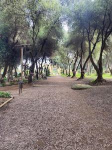 un parc avec beaucoup d'arbres et un chemin de terre dans l'établissement Condominio Bahia Pelicanos - Horcon, à Puchuncaví