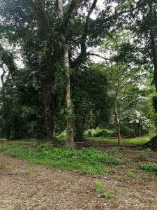 a group of trees in a forest with grass at Cabañas Mantas in Jacó