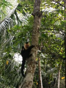 a monkey sitting on the top of a tree at Cabañas Mantas in Jacó