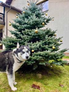 ホレズにあるPension Andra's Houseのクリスマスの木前に立つ犬