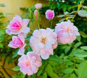 a bunch of pink flowers on a plant at City Garden Apartment in Belize City