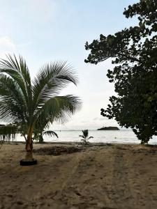 a palm tree on a sandy beach near the ocean at Suite du Moqueur Gorge Blanche in La Trinité