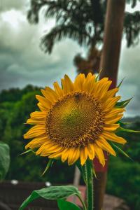 un gran girasol amarillo delante de un árbol en Cabaña Ecoturistica Mirador del Bosque Tayrona en Calabazo