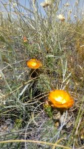Foto dalla galleria di Mandalei, Refugio De Mar a Las Grutas