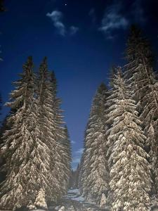 a group of christmas trees covered in snow at Bobbie's Cottage - Bobijeva Vikendica in Antonići