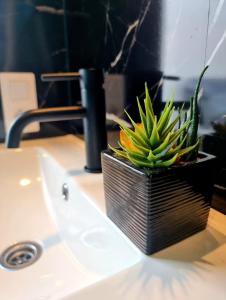 科拉雷侯的住宿－Luxury Penthouse Valentin with jacuzzi，盆栽植物,坐在浴室水槽顶部