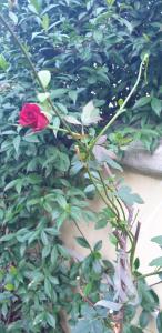 una rosa rossa su una pianta di fronte a un cespuglio di Relais Villa Montedonzelli a Napoli