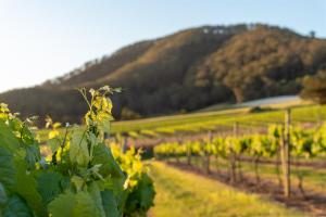 a vineyard with rows of grapes in a field at Coolangatta Estate Shoalhaven Heads in Berry