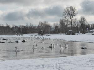 a group of swans in the water in the snow at Ferienhaus Anna in Neuendorf