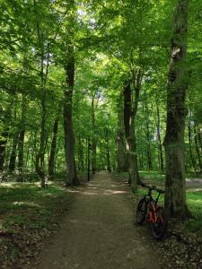 a bike parked on a path in a forest at Slow River Apartment in Nowe Miasto Lubawskie