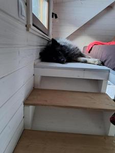 Eine schwarze Katze, die auf einem Regal in einem Haus liegt. in der Unterkunft Tiny House Waldschmied 2 