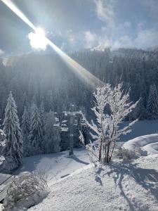 un arbre enneigé au sommet d'une montagne enneigée dans l'établissement Berghotel Pointenhof, à St. Johann in Tirol