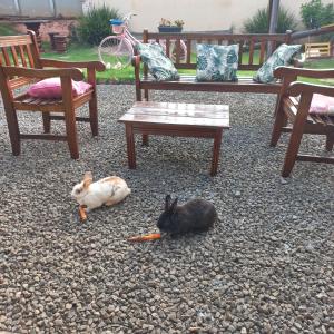 two rabbits are laying on the ground next to benches at Pousada Flores em Vida in Olímpia